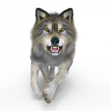 3d cg işleme bir kurt