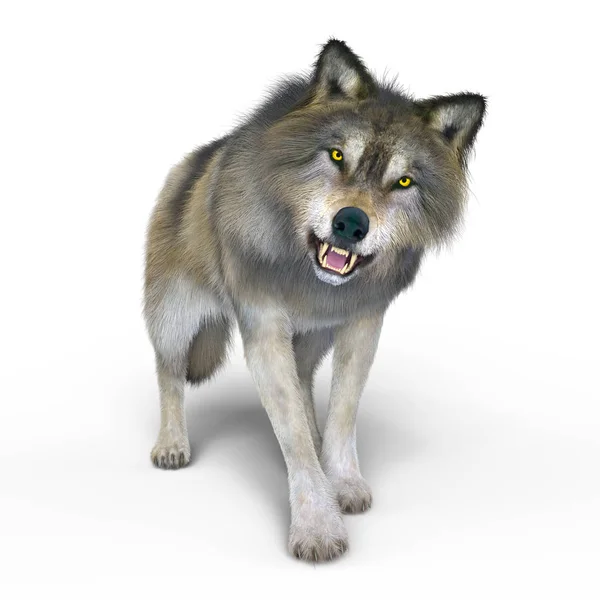 3D CG renderização de um lobo — Fotografia de Stock