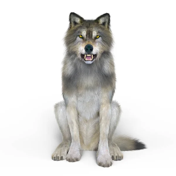 3D CG renderização de um lobo — Fotografia de Stock