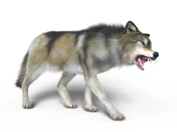 3D CG рендеринг волка — стоковое фото