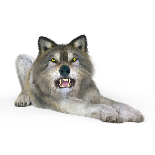 3d cg işleme bir kurt