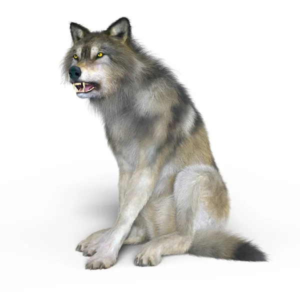 3D CG representación de un lobo — Foto de Stock