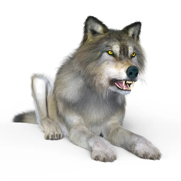 3D CG representación de un lobo — Foto de Stock