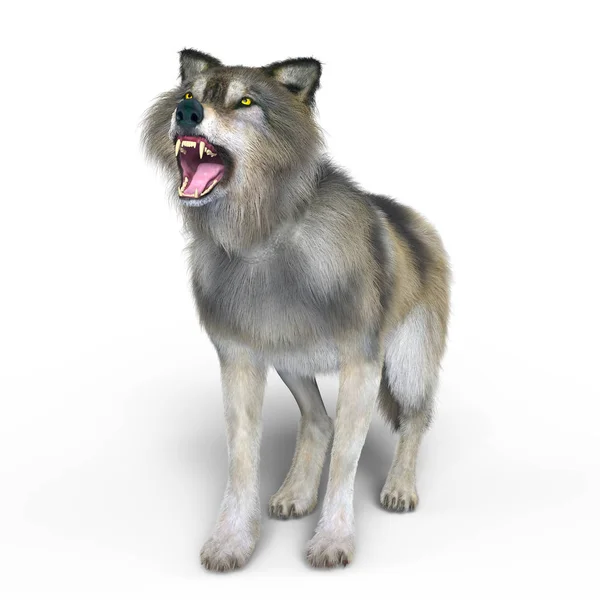 3D CG representación de un lobo — Foto de Stock