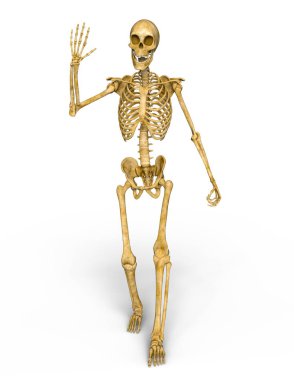 bir iskelet 3d cg render