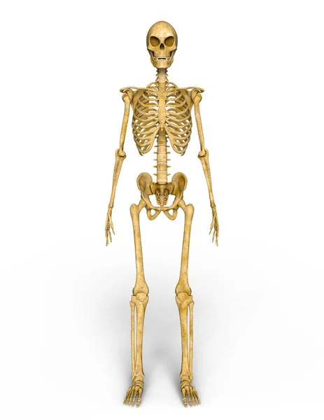 3d cg representación de un esqueleto — Foto de Stock