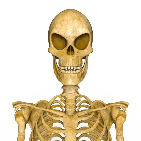3d cg rendu d'un squelette — Photo