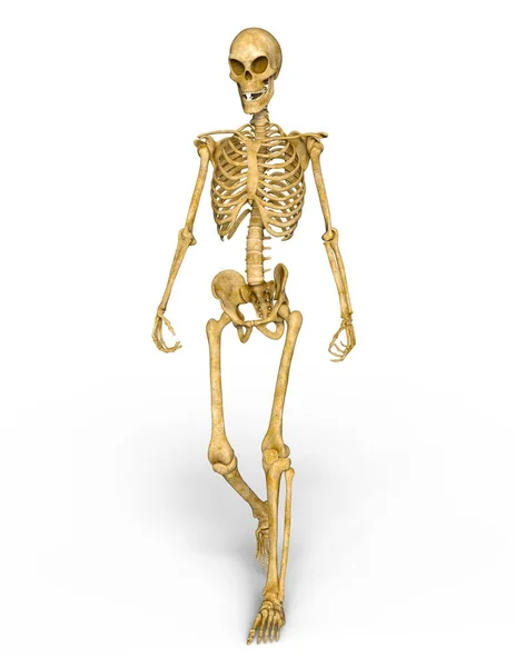 3D cg Darstellung eines Skeletts — Stockfoto