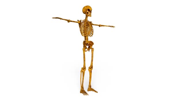3D-cg rendering van een skelet — Stockvideo
