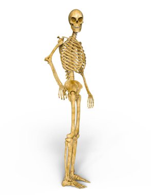 bir iskelet 3d cg render