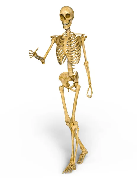 3D cg Darstellung eines Skeletts — Stockfoto