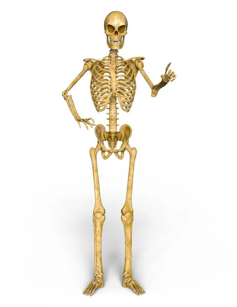 3d cg рендеринг скелета — стоковое фото