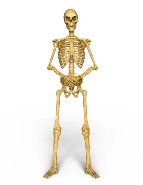 3d cg representación de un esqueleto — Foto de Stock