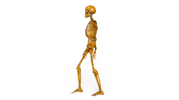 Rendering 3D CG di uno scheletro ambulante — Video Stock