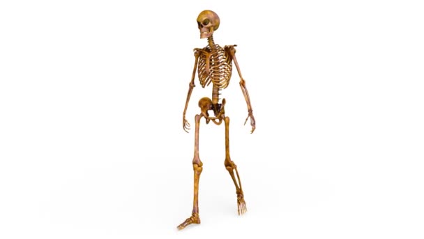 3D rendu 3D d'un squelette en marche — Video