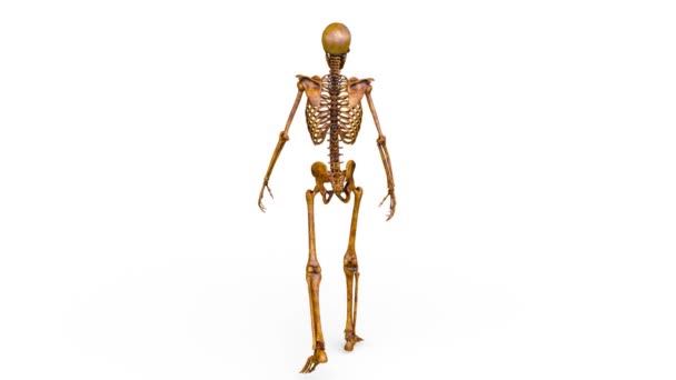 3D rendu 3D d'un squelette en marche 