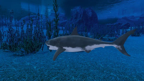 3D CG rendering of a shark — Stock Photo, Image