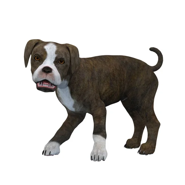 3D CG rendering of a dog — Stock Photo, Image