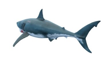 bir köpekbalığı 3d cg render