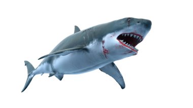 bir köpekbalığı 3d cg render