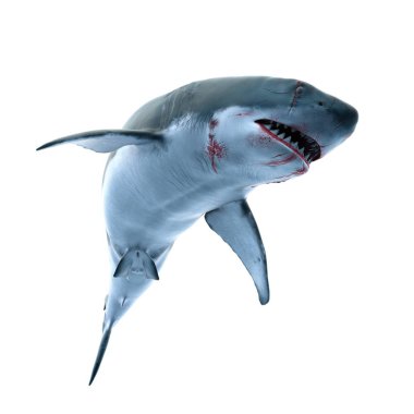 bir köpekbalığı 3d cg render