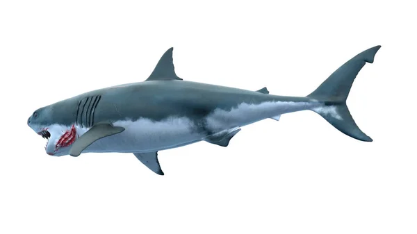 3D rendu 3D d'un requin — Photo