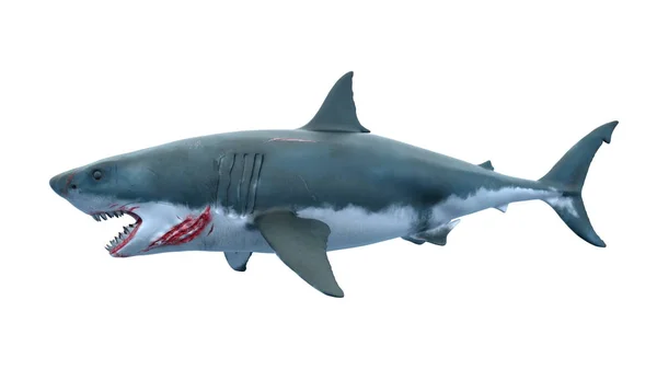 3d cg 渲染的鲨鱼 — 图库照片