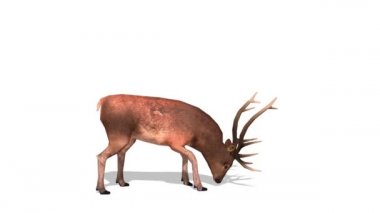 3d cg render bir Ren geyiği.