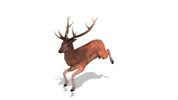 渲染的驯鹿 — 图库视频影像
