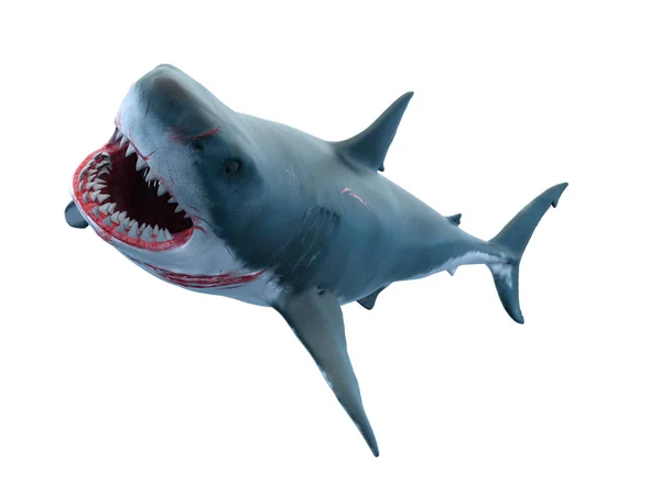Vykreslování Žraloka — Stock fotografie