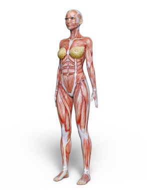 bir lay şekil 3d cg render.