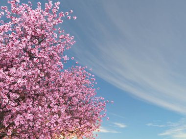 Kiraz ağacı / 3d Cg render kiraz ağacı