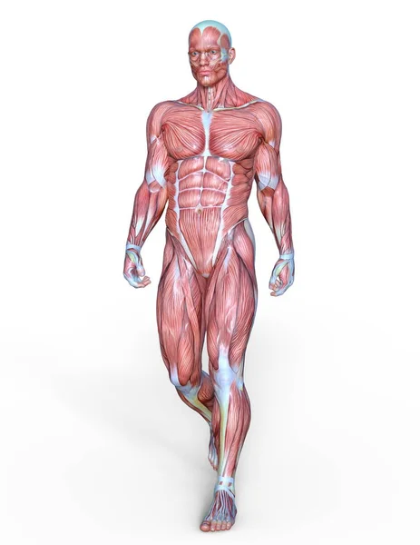 Male Lay Figure Rendering Male Lay Figure — Stock Photo, Image