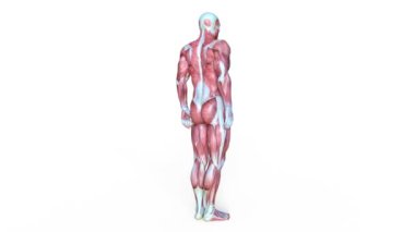 Erkek yatıyordu figürü/3d Cg işleme bir erkek yatıyordu figür.