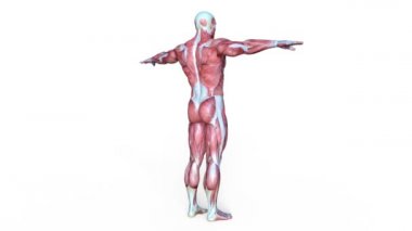 Erkek yatıyordu figürü/3d Cg işleme bir erkek yatıyordu figür.