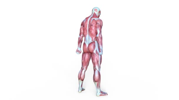 Чоловіча Лежача Фігура Відображення Чоловічої Лежачої Фігури — стокове відео
