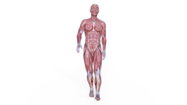 Figure de laïc mâle / rendu 3D CG d'une figure de laïc mâle .