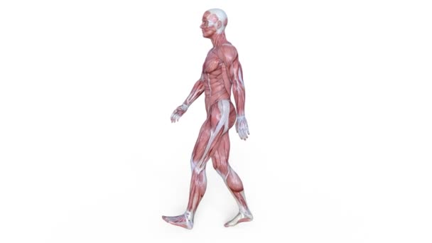 Male Lay Figure Rendering Male Lay Figure — Stock Video