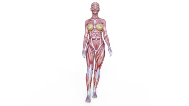 Figura Femminile Lay Rendering Una Figura Femminile Lay — Video Stock