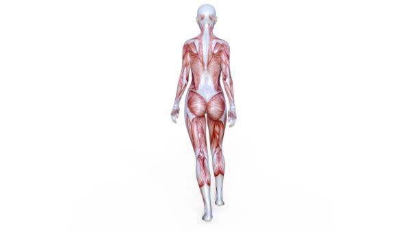 figure laïque femelle / rendu 3D CG d'une figure laïque femelle .
