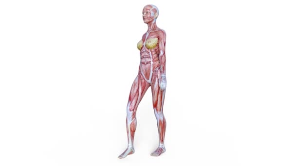 Female Lay Figure Rendering Female Lay Figure — Stock Video