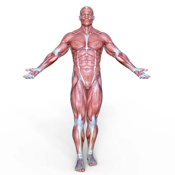 Male Lay Figure Rendering Male Lay Figure — Stock Photo, Image