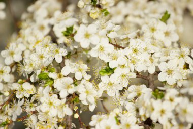 Bahar doğa kavramı. Beyaz çiçek arka plan closeup.