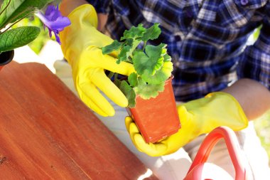 Zaman dikim. Düşük açılı görünüş bahçıvanın el kareli gömlek ve lastik eldiven dikim Çiçek Bahçe çalışma alanındaki tencere. Çiçekçi kadın kavramı.