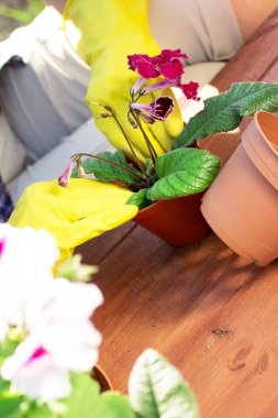 Çiçek dikim. Lastik eldiven elinde bahçıvanın düşük açılı closeup görünümünü Bahçe çalışma alanı'nın ahşap masa tencere içine çiçek dikim.