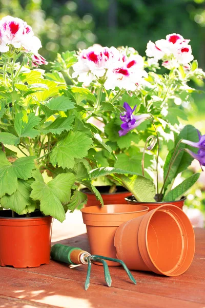 C'est l'heure de planter. Vue horizontale des plantes vertes de jardinage et des fleurs dans les pots sur la table en bois. Jardin concept de lieu de travail . — Photo