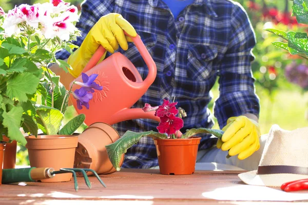 E 'ora di bere. Ritratto delle mani del giardiniere in camicia a scacchi e guanti di gomma stanno innaffiando i fiori nelle pentole sull'area di lavoro del giardino. Fiorista donna concetto . — Foto Stock