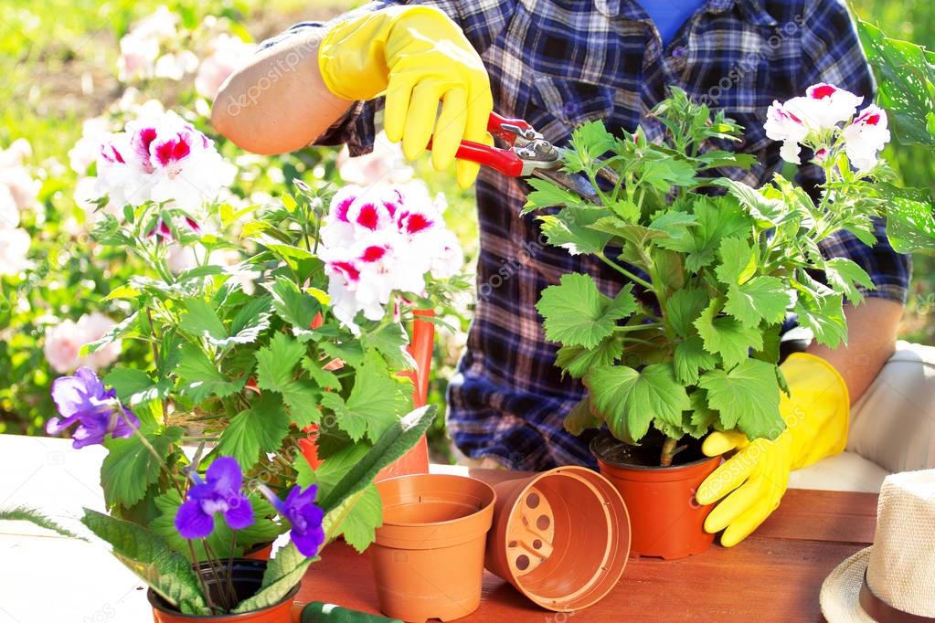 Plants care. Closeup portrait of gardener's hands in checkered shirt and rubber gloves are cutting flowers with scissors in the pots on the garden workspace. Florist woman concept.