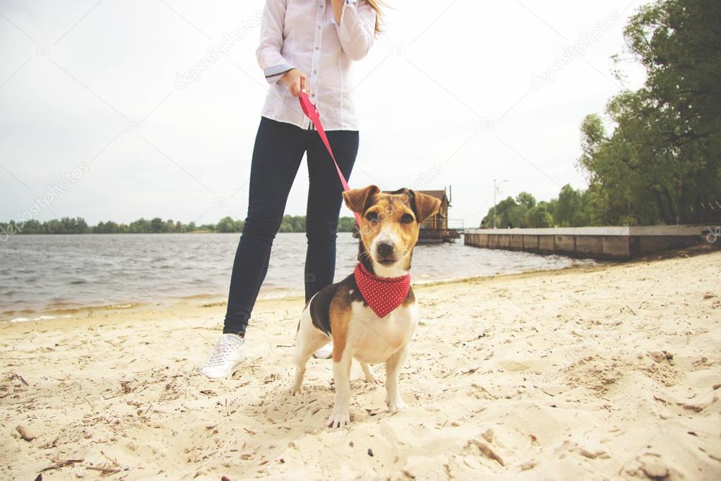 Hey, over there. Cropped image of pretty young woman in casual wear walking with dog on the beach. Cute little dog is watching to the camera.