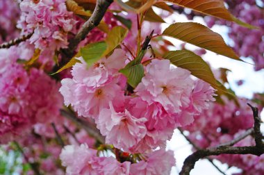 Narin pembe çiçekleri ve yeşil yaprakları olan çiçek açan bir sakura dalı.